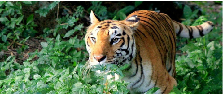 Bannerghatta National Park